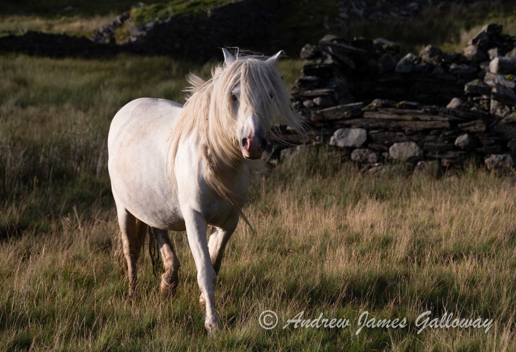 Carneddau wild pony, Cwm Eigiau
