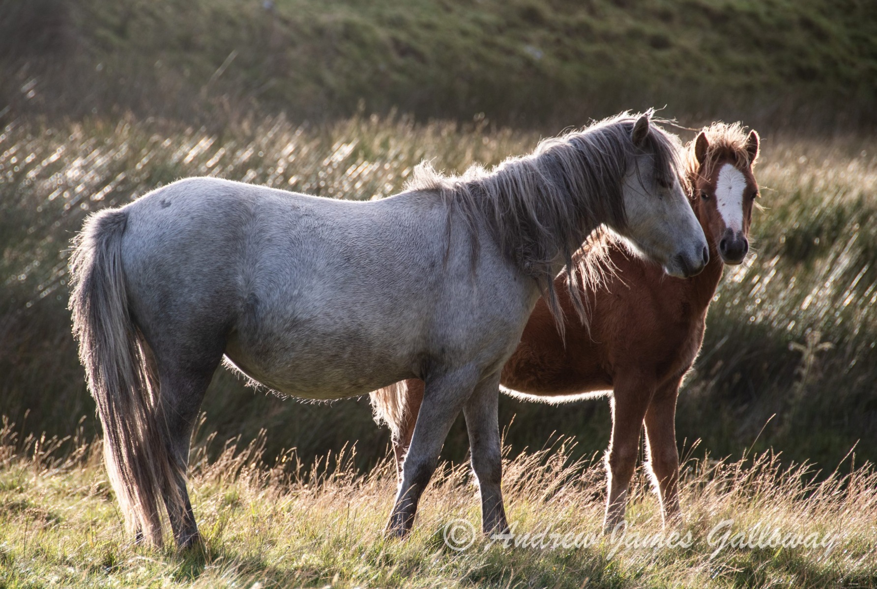Carneddau wild ponies, Cwm Eigiau