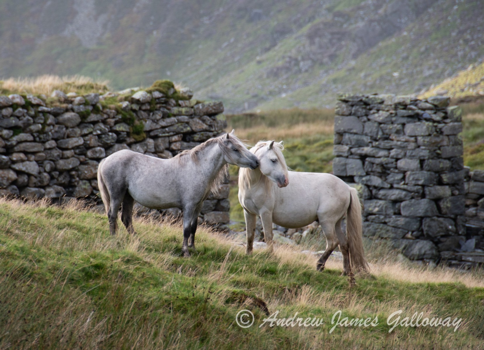 Carneddau wild ponies, Cwm Eigiau